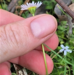 Brachyscome graminea at Jingera, NSW - 21 Dec 2024 02:56 PM