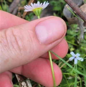 Brachyscome graminea at Jingera, NSW - 21 Dec 2024 02:56 PM