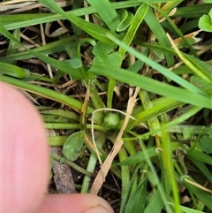 Brachyscome graminea at Jingera, NSW - 21 Dec 2024 02:56 PM