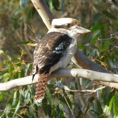 Dacelo novaeguineae (Laughing Kookaburra) at West Hobart, TAS - 8 Apr 2023 by VanessaC