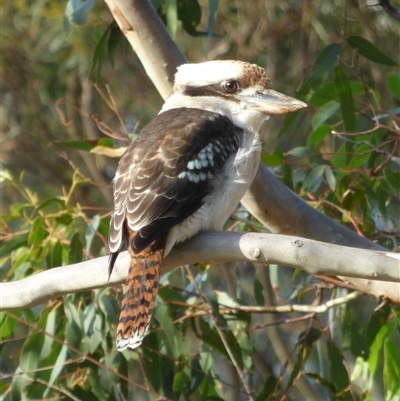 Dacelo novaeguineae (Laughing Kookaburra) at West Hobart, TAS - 8 Apr 2023 by VanessaC