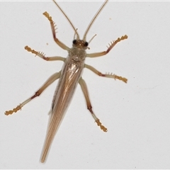 Gryllacrididae (family) (Wood, Raspy or Leaf Rolling Cricket) at Melba, ACT - 20 Dec 2024 by kasiaaus