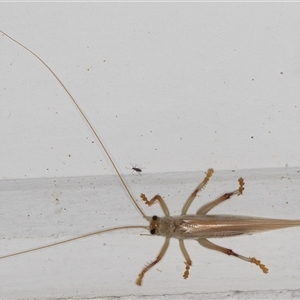 Gryllacrididae (family) at Melba, ACT - 20 Dec 2024