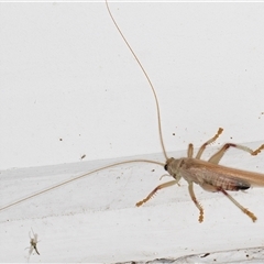 Gryllacrididae (family) at Melba, ACT - 20 Dec 2024 10:12 PM