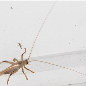 Gryllacrididae (family) at Melba, ACT - 20 Dec 2024