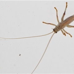 Gryllacrididae (family) at Melba, ACT - 20 Dec 2024