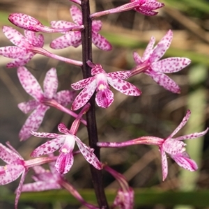 Dipodium punctatum at Bungonia, NSW - 20 Dec 2024