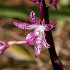 Dipodium punctatum at Bungonia, NSW - 20 Dec 2024