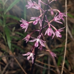 Dipodium punctatum at Bungonia, NSW - 20 Dec 2024