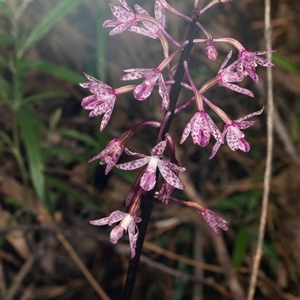 Dipodium punctatum at Bungonia, NSW - 20 Dec 2024