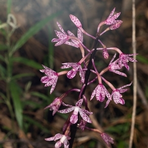 Dipodium punctatum at Bungonia, NSW - 20 Dec 2024