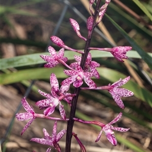 Dipodium punctatum at Bungonia, NSW - 20 Dec 2024