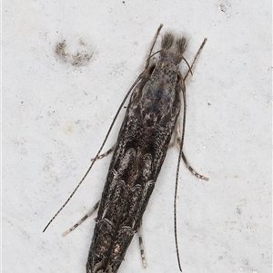 Leptozestis and Trachydora (genera) (A cosmet moth) at Melba, ACT by kasiaaus