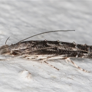 Leptozestis and Trachydora (genera) at Melba, ACT - 20 Dec 2024