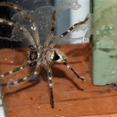 Unidentified Huntsman spider (Sparassidae) at Bungonia, NSW - 19 Dec 2024 by AlisonMilton