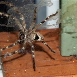 Neosparassus calligaster (Beautiful Badge Huntsman) at Bungonia, NSW by AlisonMilton