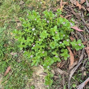 Gratiola peruviana at Jingera, NSW - 21 Dec 2024