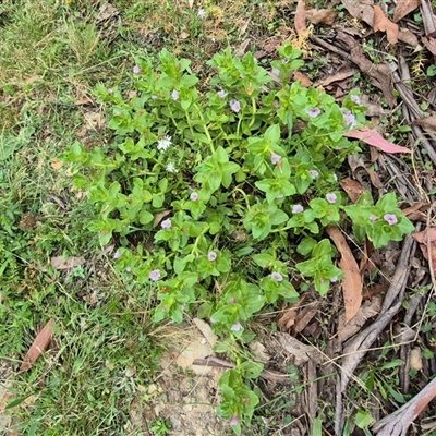 Gratiola peruviana (Australian Brooklime) at Jingera, NSW - 21 Dec 2024 by clarehoneydove