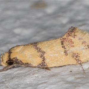 Psaroxantha calligenes (Wingia Group) at Melba, ACT by kasiaaus