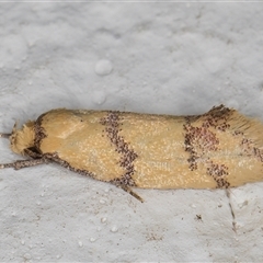 Psaroxantha calligenes at Melba, ACT - 20 Dec 2024 10:23 PM