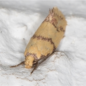 Psaroxantha calligenes at Melba, ACT - 20 Dec 2024 10:23 PM