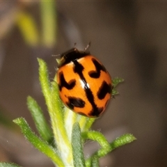 Coccinella transversalis (Transverse Ladybird) at Bungonia, NSW - 19 Dec 2024 by AlisonMilton