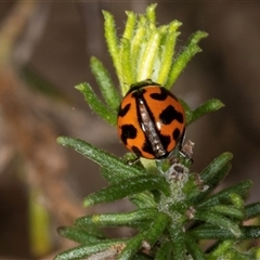 Coccinella transversalis at Bungonia, NSW - 20 Dec 2024