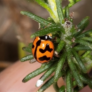 Coccinella transversalis at Bungonia, NSW - 20 Dec 2024