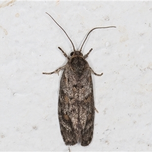 Agriophara nodigera (Stenomatid Moth) at Melba, ACT by kasiaaus