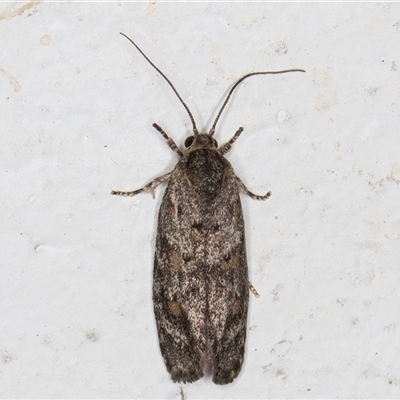 Agriophara nodigera (Stenomatid Moth) at Melba, ACT - 20 Dec 2024 by kasiaaus