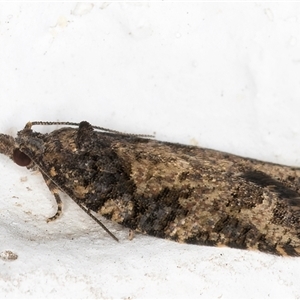 Capua dura (A Tortricid moth) at Melba, ACT by kasiaaus