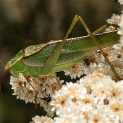 Phaneropterinae (subfamily) (Leaf Katydid, Bush Katydid) at Bungonia, NSW - 20 Dec 2024 by AlisonMilton