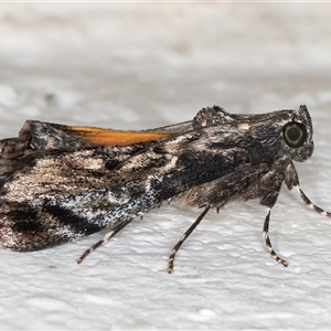 Salma pyrastis (A Pyralid moth (Epipaschiinae subfam.)) at Melba, ACT by kasiaaus