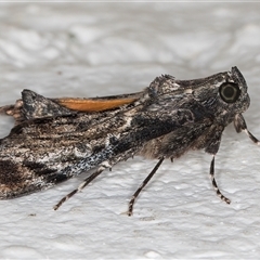 Salma pyrastis at Melba, ACT - 20 Dec 2024 10:22 PM