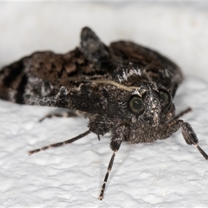 Salma pyrastis at Melba, ACT - 20 Dec 2024 10:22 PM