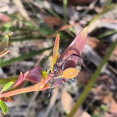 Amorbus obscuricornis at Jingera, NSW - 21 Dec 2024 by clarehoneydove