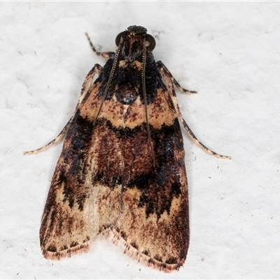 Araeopaschia sp. ANIC19 (A Pyralid moth (Epipaschinae) at Melba, ACT - 20 Dec 2024 by kasiaaus
