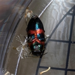 Neocuris fortnumi (A Jewel Beetle) at Bungonia, NSW - 20 Dec 2024 by AlisonMilton