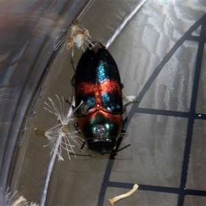 Neocuris fortnumi (A Jewel Beetle) at Bungonia, NSW by AlisonMilton