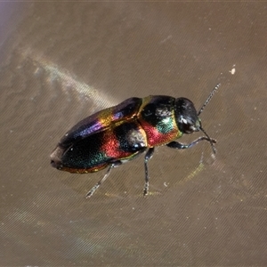 Neocuris fortnumi at Bungonia, NSW - 20 Dec 2024