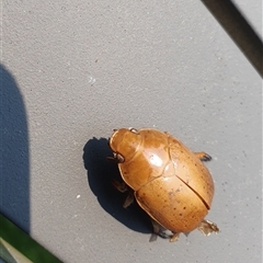 Anoplognathus porosus (Porosus Christmas beetle) at Penrose, NSW - 21 Dec 2024 by Aussiegall