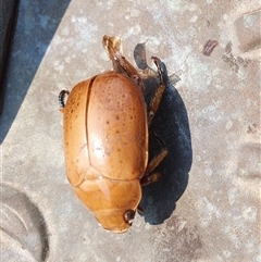 Anoplognathus porosus at Penrose, NSW - suppressed