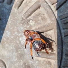 Anoplognathus porosus at Penrose, NSW - suppressed