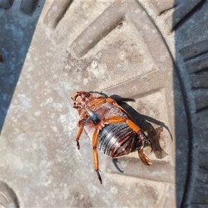 Anoplognathus porosus at Penrose, NSW - suppressed