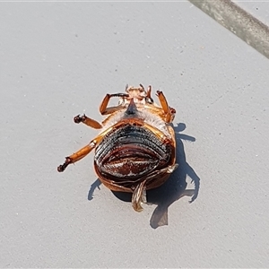 Anoplognathus porosus at Penrose, NSW - 21 Dec 2024