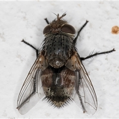 Unidentified Bristle Fly (Tachinidae) at Melba, ACT - 20 Dec 2024 by kasiaaus