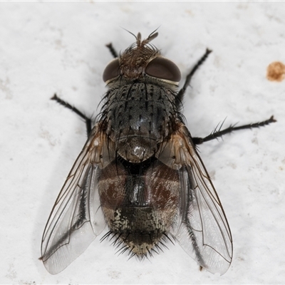 Unidentified Bristle Fly (Tachinidae) at Melba, ACT - 20 Dec 2024 by kasiaaus