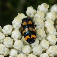 Castiarina flavopicta (Flavopicta jewel beetle) at Bungonia, NSW - 20 Dec 2024 by AlisonMilton