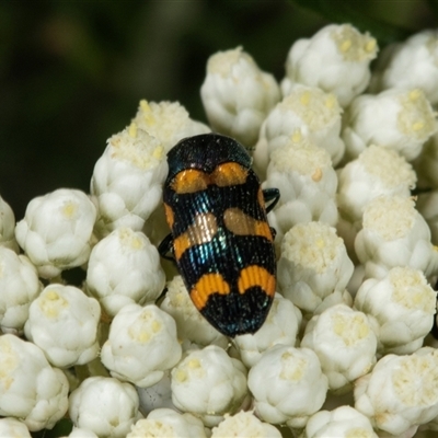 Castiarina flavopicta at Bungonia, NSW - 19 Dec 2024 by AlisonMilton