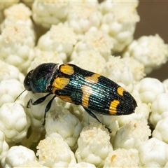 Castiarina flavopicta at Bungonia, NSW - 20 Dec 2024